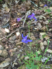 Delphinium decorum