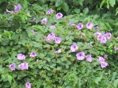 Ipomoea ficifolia