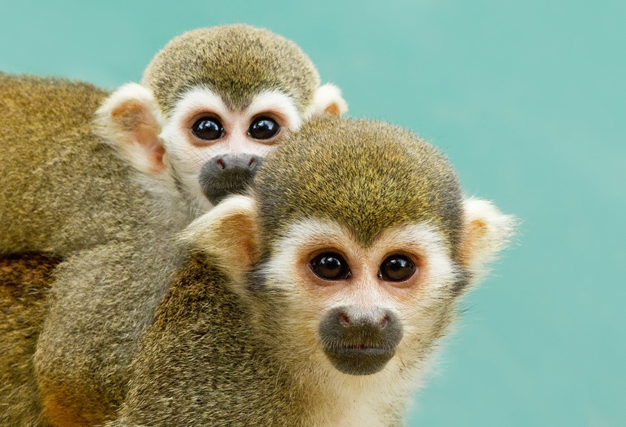 Squirrel Monkeys