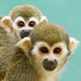 Common Squirrel Monkey - Photo (c) Paul Cools, some rights reserved (CC BY-NC), uploaded by Paul Cools