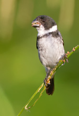 Sporophila americana