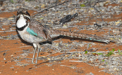 Uratelornis chimaera