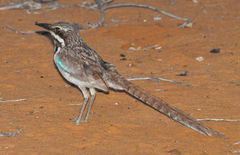 Uratelornis chimaera