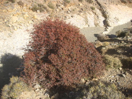Berberis hispanica