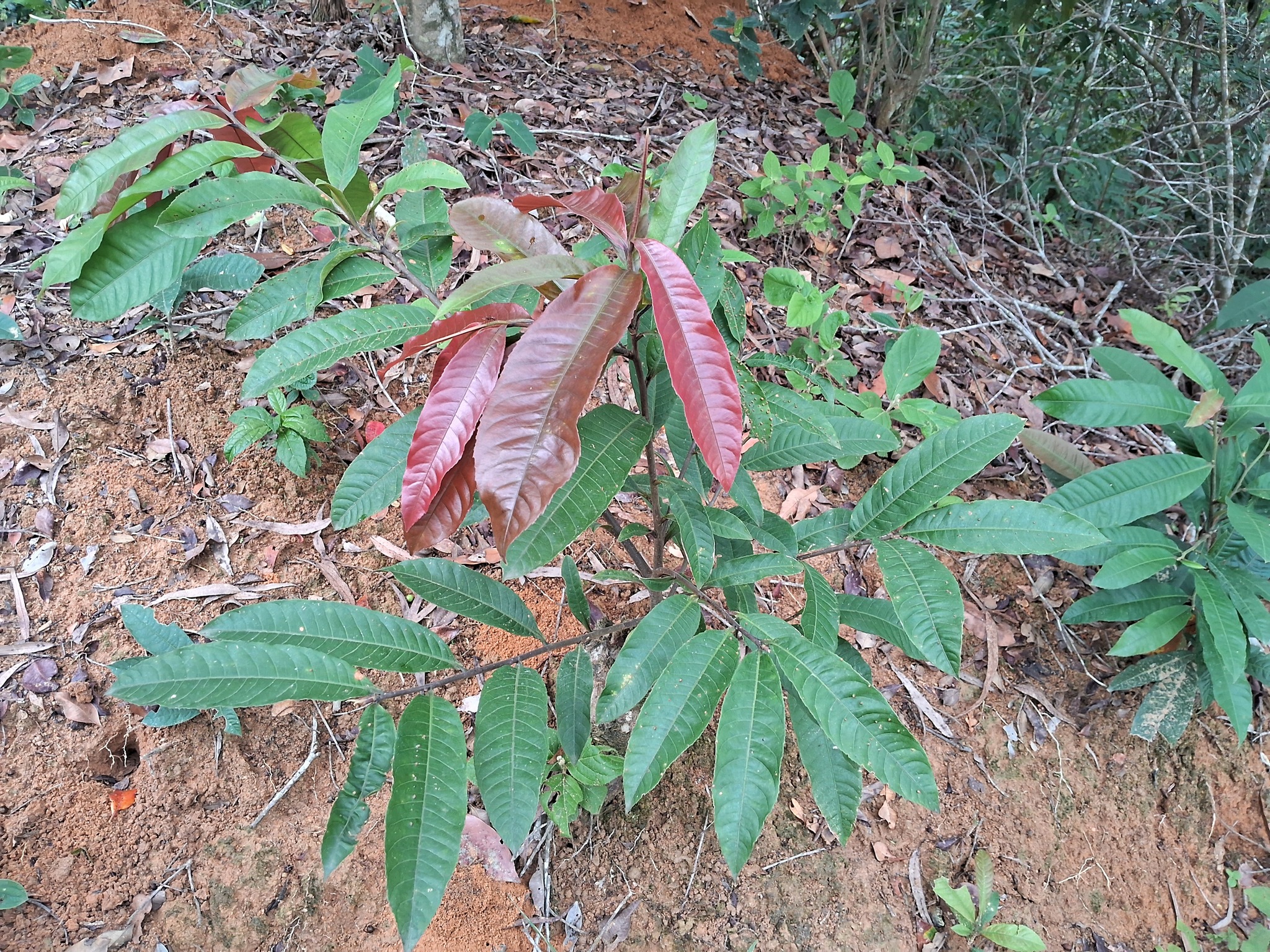 Couratari macrosperma