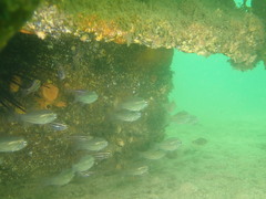 Siphamia roseigaster