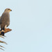 Gray-lined Hawk - Photo (c) Paul Cools, some rights reserved (CC BY-NC), uploaded by Paul Cools