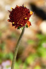 Gaillardia suavis
