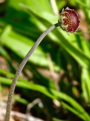 Gaillardia suavis