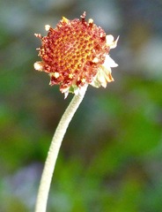 Gaillardia suavis