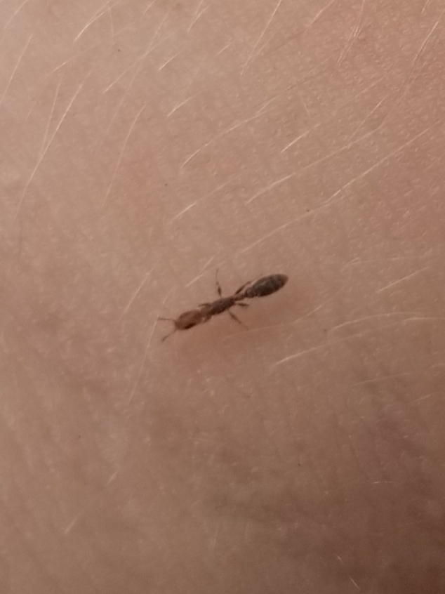 Pseudomyrmex subtilissimus