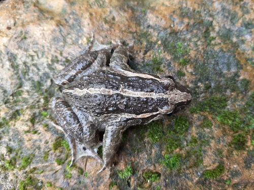 Mediterranean Painted Frog, Jardin des Plantes, 75005 Paris, France, photo 10 of 10