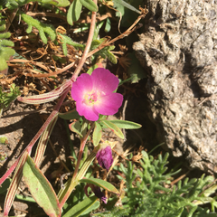 Clarkia prostrata