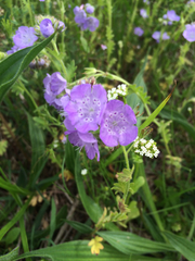 Phacelia hirsuta