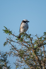 Eurocephalus ruppelli