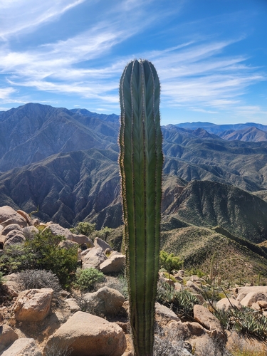 Mexican Giant Cactus