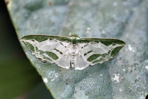 Dyspteris formosa