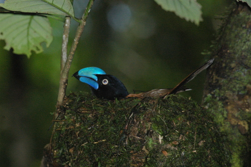 Helmet Vanga
