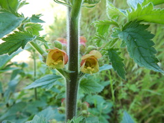 Scrophularia grandiflora