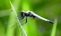 Aethriamanta gracilis