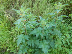 Scrophularia grandiflora