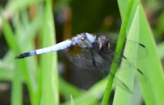 Aethriamanta gracilis