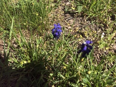 Muscari botryoides