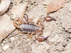 Urodacus manicatus