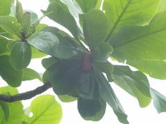 Myotis formosus flavus