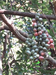 Gnetum luofuense