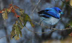 Cyanolanius madagascarinus