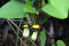 Aristolochia kaempferi