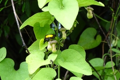 Aristolochia kaempferi