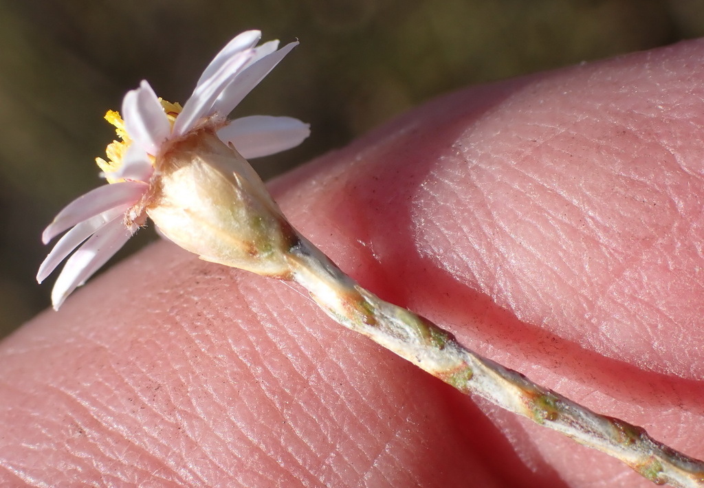 Clasping Sheepdaisy