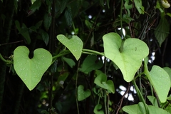 Aristolochia kaempferi