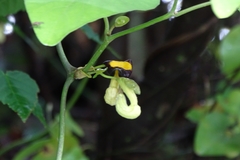 Aristolochia kaempferi