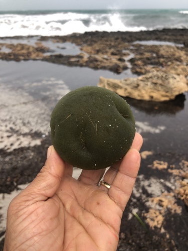 Palla verde