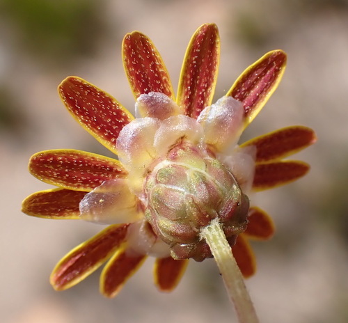 Image of Ursinia heterodonta by (c) Nicola van Berkel, some rights reserved (CC BY-SA)