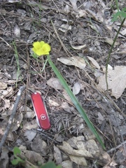 Calochortus monophyllus