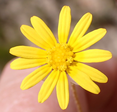 Image of Ursinia heterodonta by (c) Nicola van Berkel, some rights reserved (CC BY-SA)