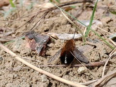 Bombylius discolor