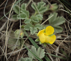 Potentilla acaulis