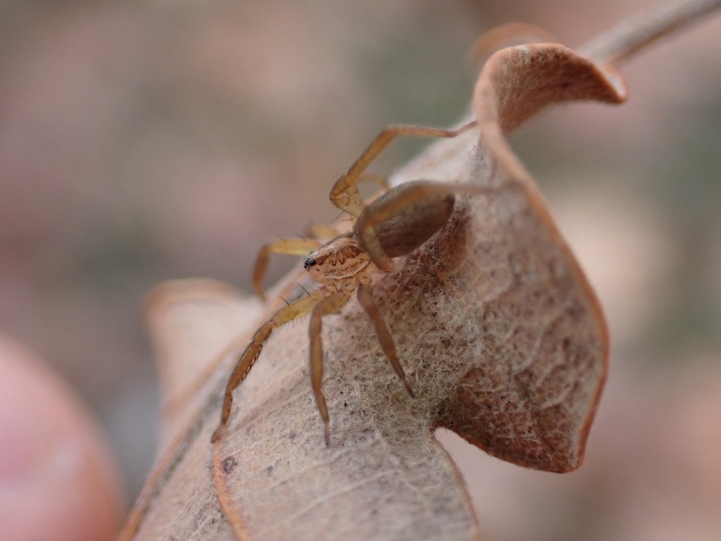 Zora manicata