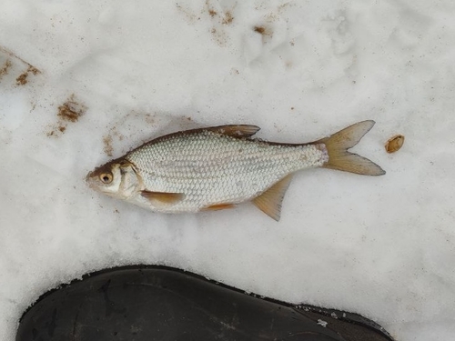 Common Bream × Common Roach
