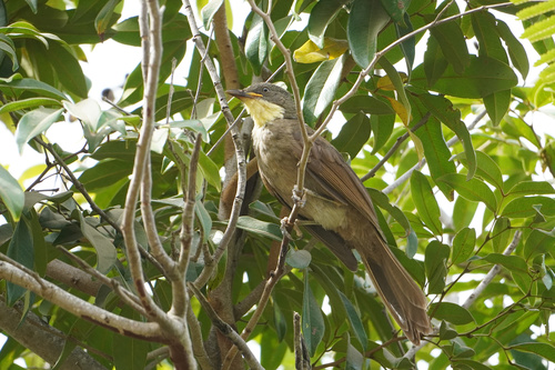 Yellow-gorgeted Greenbul (Atimastillas flavicollis), photo 2