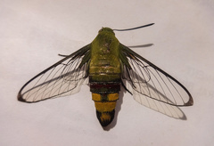 Cephonodes hylas virescens