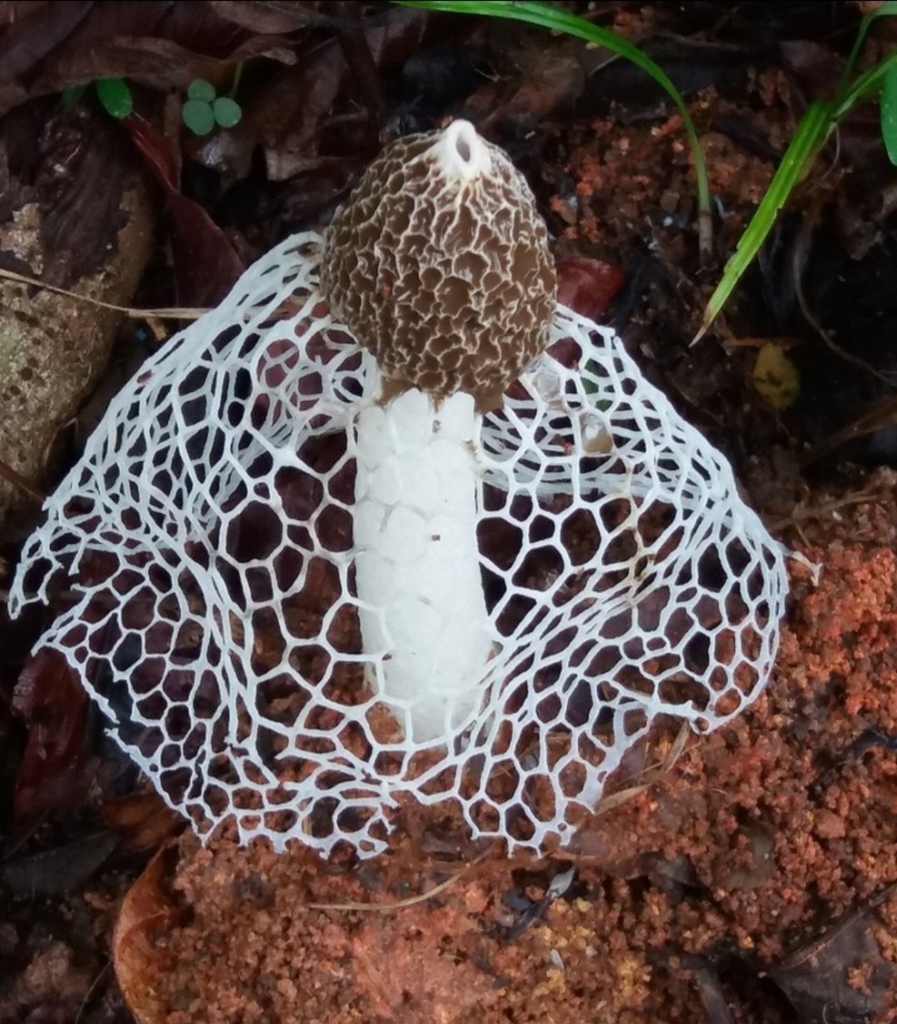 Phallus indusiatus · March 2024 · photo: © henrique_bitencourt (iNaturalist, cc-by-sa)