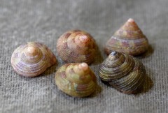 Clanculus clangulus