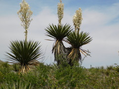 Yucca faxoniana
