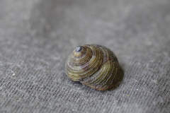 Clanculus clangulus